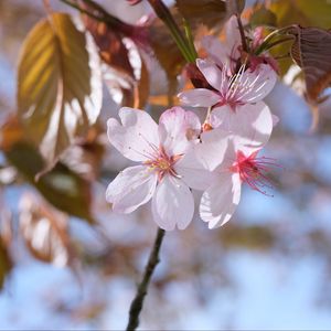 Preview wallpaper sakura, petals, flowers, branches, blur