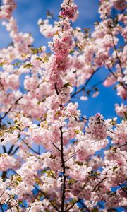 Preview wallpaper sakura, petals, flowers, branches, leaves, pink