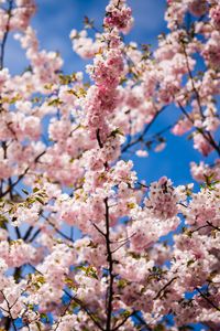 Preview wallpaper sakura, petals, flowers, branches, leaves, pink