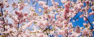 Preview wallpaper sakura, petals, flowers, branches, leaves, pink