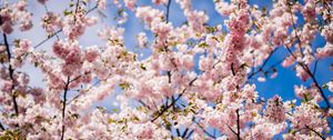 Preview wallpaper sakura, petals, flowers, branches, leaves, pink