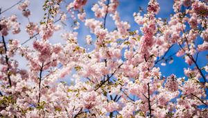 Preview wallpaper sakura, petals, flowers, branches, leaves, pink