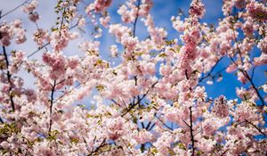 Preview wallpaper sakura, petals, flowers, branches, leaves, pink