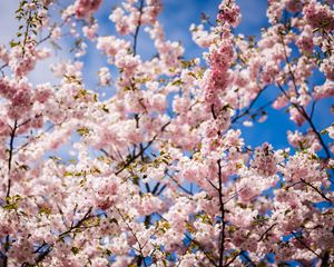 Preview wallpaper sakura, petals, flowers, branches, leaves, pink