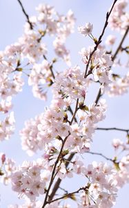 Preview wallpaper sakura, petals, flowers, branches, sky, pink