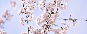 Preview wallpaper sakura, petals, flowers, branches, sky, pink