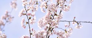 Preview wallpaper sakura, petals, flowers, branches, sky, pink