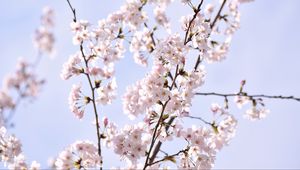 Preview wallpaper sakura, petals, flowers, branches, sky, pink