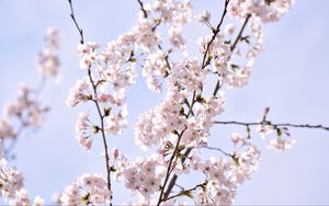 Preview wallpaper sakura, petals, flowers, branches, sky, pink