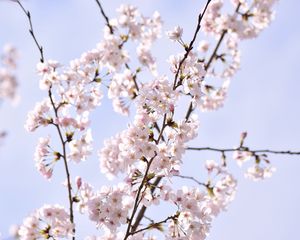 Preview wallpaper sakura, petals, flowers, branches, sky, pink