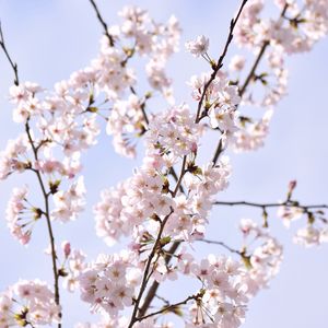 Preview wallpaper sakura, petals, flowers, branches, sky, pink