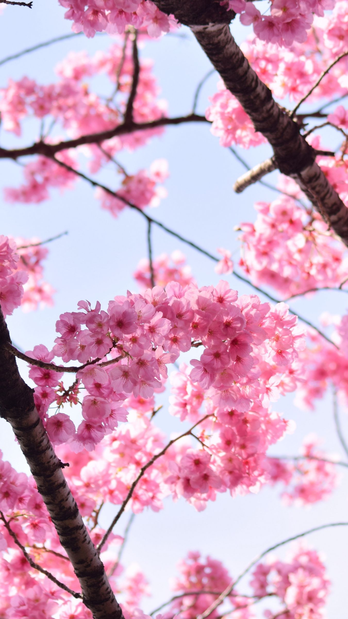 Download Wallpaper 1350x2400 Sakura Petals Flowers Branches Tree