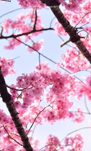 Preview wallpaper sakura, petals, flowers, branches, tree, pink, sky