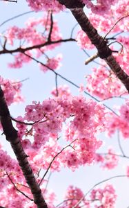 Preview wallpaper sakura, petals, flowers, branches, tree, pink, sky
