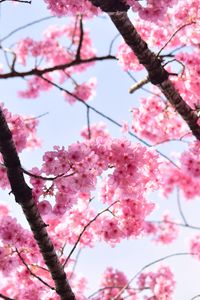 Preview wallpaper sakura, petals, flowers, branches, tree, pink, sky