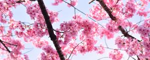Preview wallpaper sakura, petals, flowers, branches, tree, pink, sky