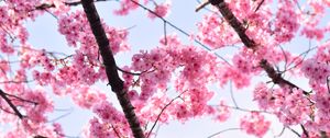 Preview wallpaper sakura, petals, flowers, branches, tree, pink, sky