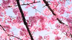 Preview wallpaper sakura, petals, flowers, branches, tree, pink, sky