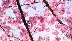 Preview wallpaper sakura, petals, flowers, branches, tree, pink, sky