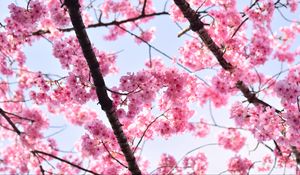 Preview wallpaper sakura, petals, flowers, branches, tree, pink, sky