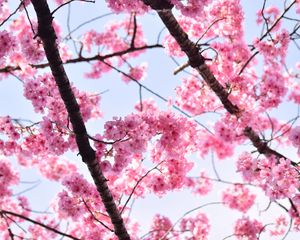 Preview wallpaper sakura, petals, flowers, branches, tree, pink, sky