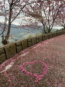 Preview wallpaper sakura, petals, heart, bloom, pink