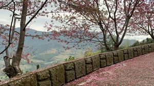 Preview wallpaper sakura, petals, heart, bloom, pink