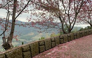 Preview wallpaper sakura, petals, heart, bloom, pink