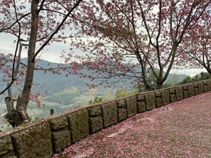 Preview wallpaper sakura, petals, heart, bloom, pink