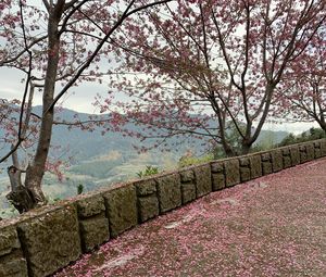 Preview wallpaper sakura, petals, heart, bloom, pink