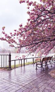 Preview wallpaper sakura, river, bench, view