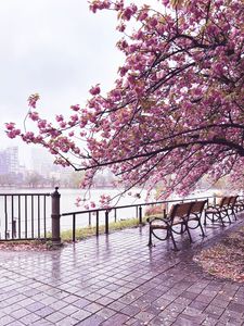 Preview wallpaper sakura, river, bench, view