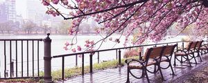 Preview wallpaper sakura, river, bench, view