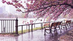 Preview wallpaper sakura, river, bench, view