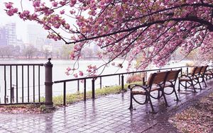 Preview wallpaper sakura, river, bench, view