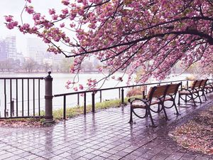 Preview wallpaper sakura, river, bench, view