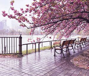 Preview wallpaper sakura, river, bench, view