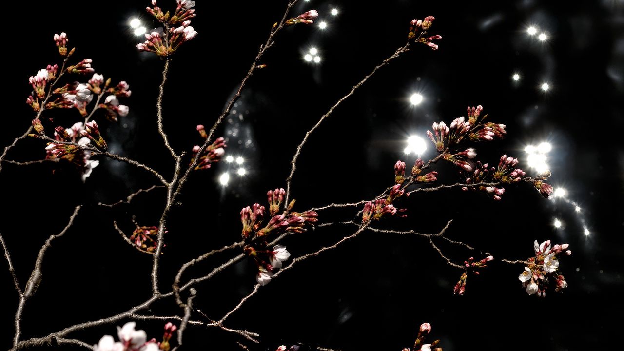 Wallpaper sakura, spring, buds, black background, dark