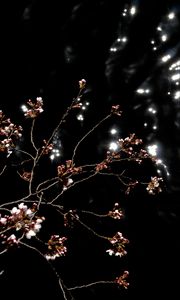 Preview wallpaper sakura, spring, buds, black background, dark