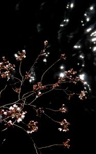 Preview wallpaper sakura, spring, buds, black background, dark