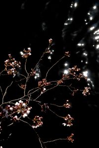 Preview wallpaper sakura, spring, buds, black background, dark