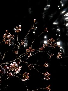 Preview wallpaper sakura, spring, buds, black background, dark