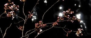 Preview wallpaper sakura, spring, buds, black background, dark