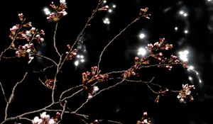 Preview wallpaper sakura, spring, buds, black background, dark