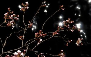 Preview wallpaper sakura, spring, buds, black background, dark