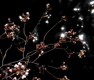 Preview wallpaper sakura, spring, buds, black background, dark