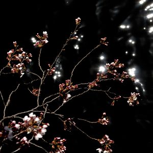 Preview wallpaper sakura, spring, buds, black background, dark