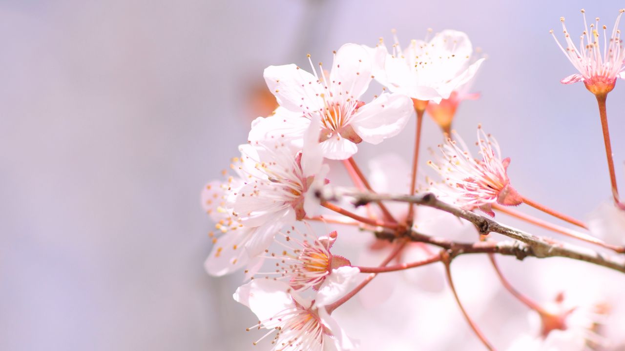 Wallpaper sakura, spring, flowers, petals, branch, blur