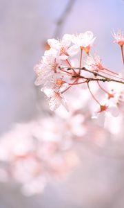 Preview wallpaper sakura, spring, flowers, petals, branch, blur