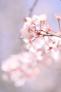 Preview wallpaper sakura, spring, flowers, petals, branch, blur